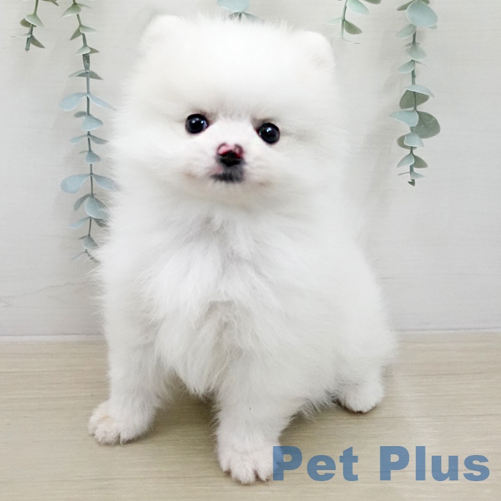 ポメラニアンの写真2