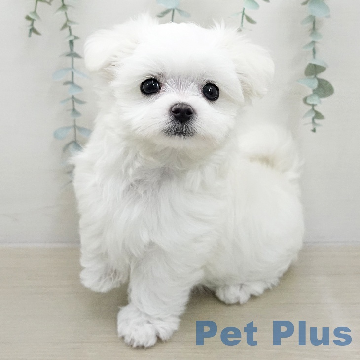 マルチーズの写真2