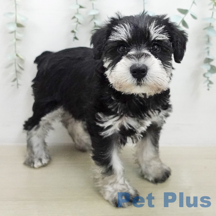 ミニチュア・シュナウザーの写真2