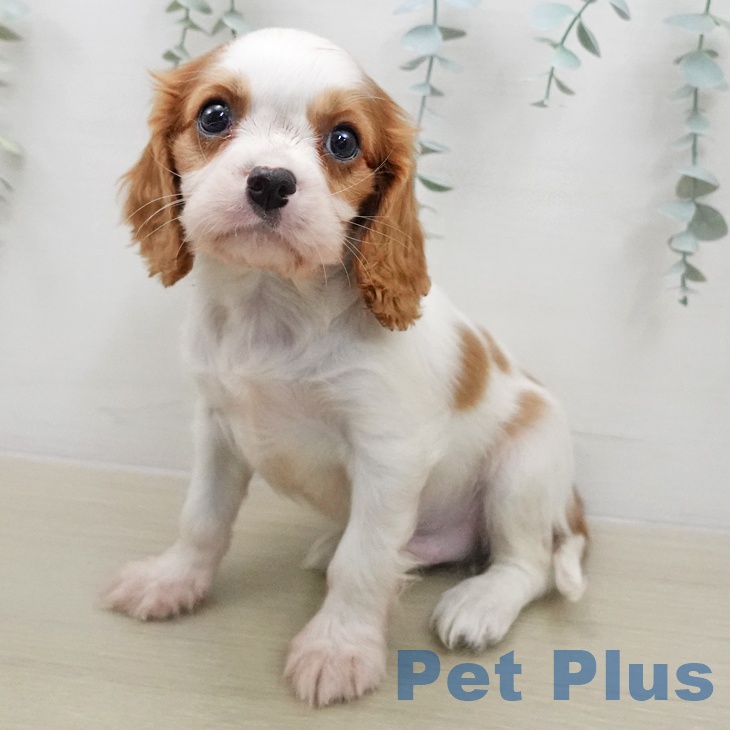 キャバリア・キングチャールズ・スパニエル