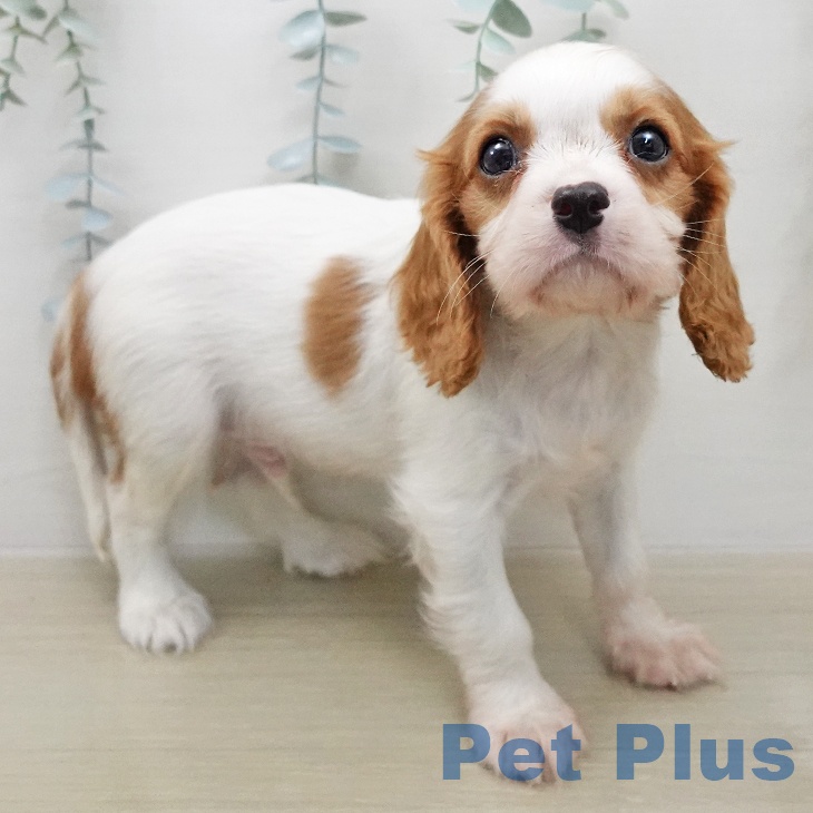 キャバリア・キングチャールズ・スパニエルの写真2