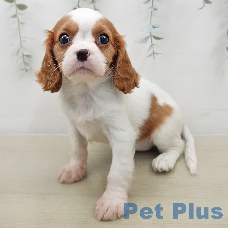 キャバリア・キングチャールズ・スパニエル
