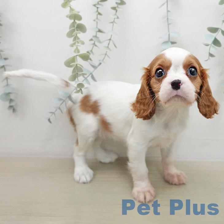キャバリア・キングチャールズ・スパニエルの写真2