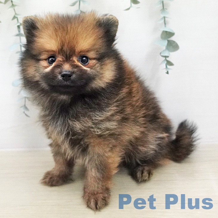 ポメラニアンの写真2