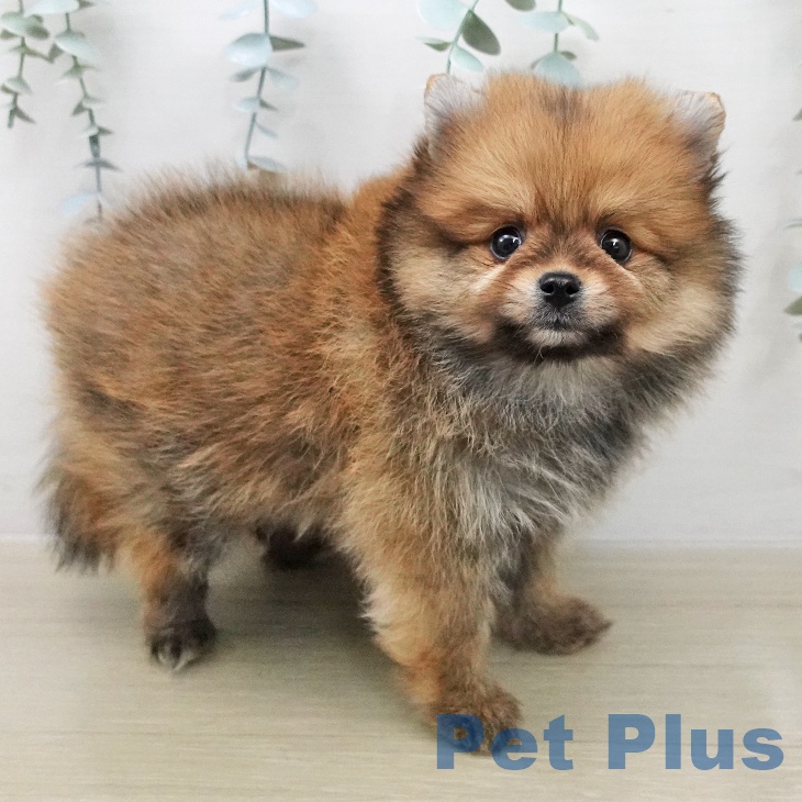 ポメラニアンの写真2