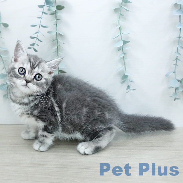 スコティッシュフォールド