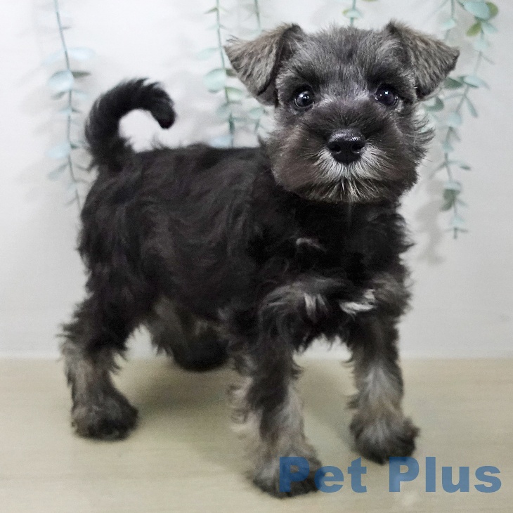 ミニチュア・シュナウザー