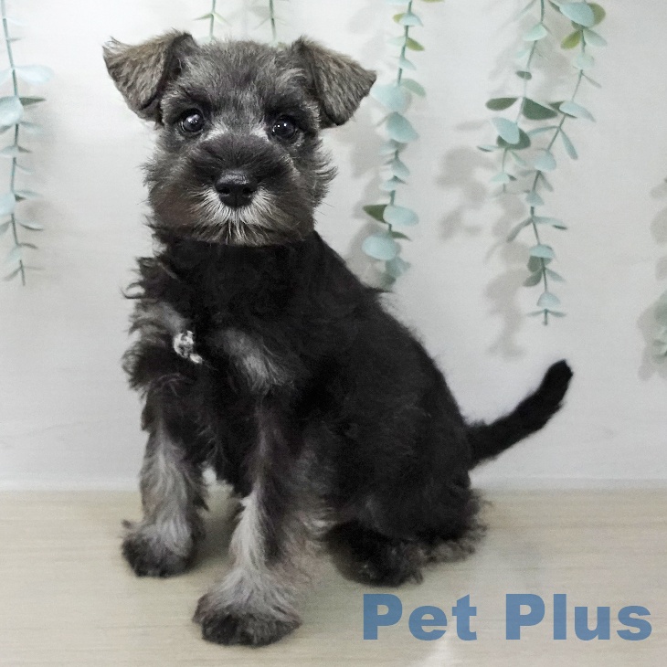 ミニチュア・シュナウザーの写真2