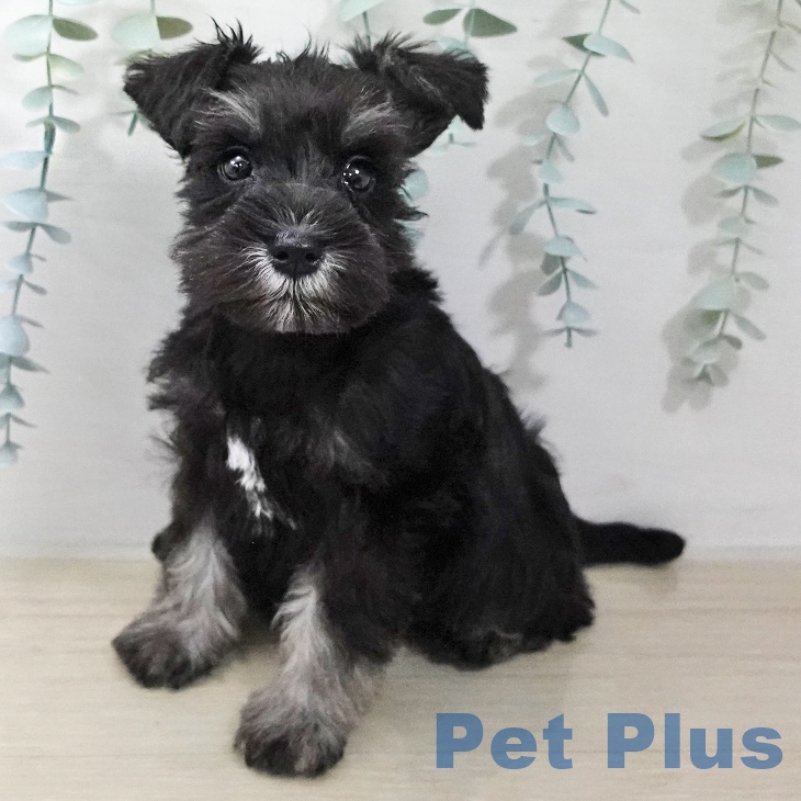 ミニチュア・シュナウザー