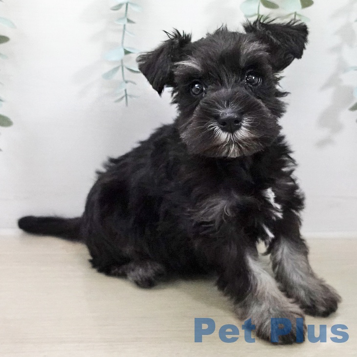 ミニチュア・シュナウザー