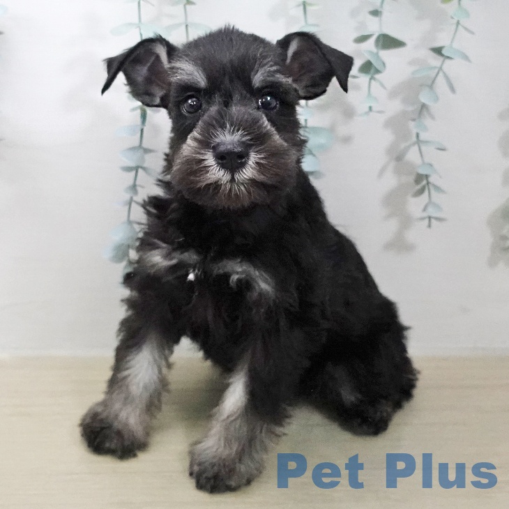 ミニチュア・シュナウザー