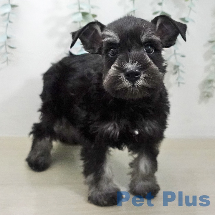 ミニチュア・シュナウザー