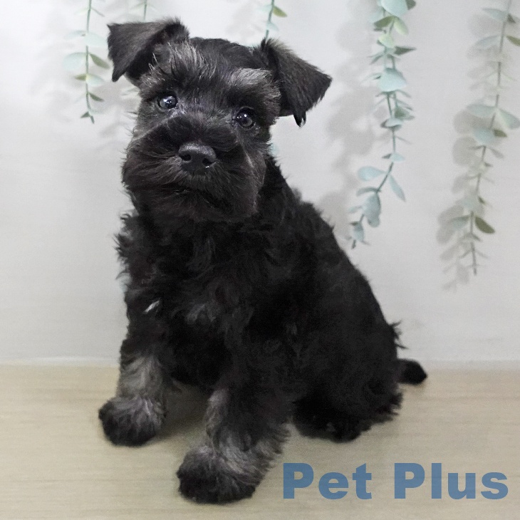 ミニチュア・シュナウザー