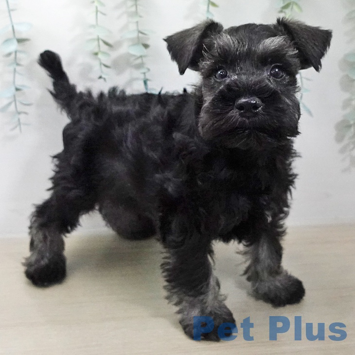 ミニチュア・シュナウザーの写真2