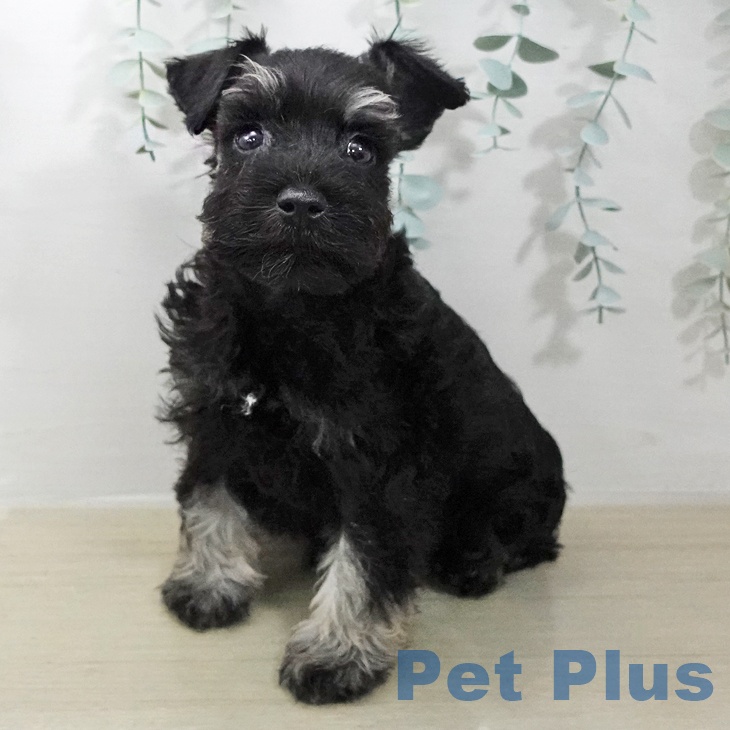 ミニチュア・シュナウザー