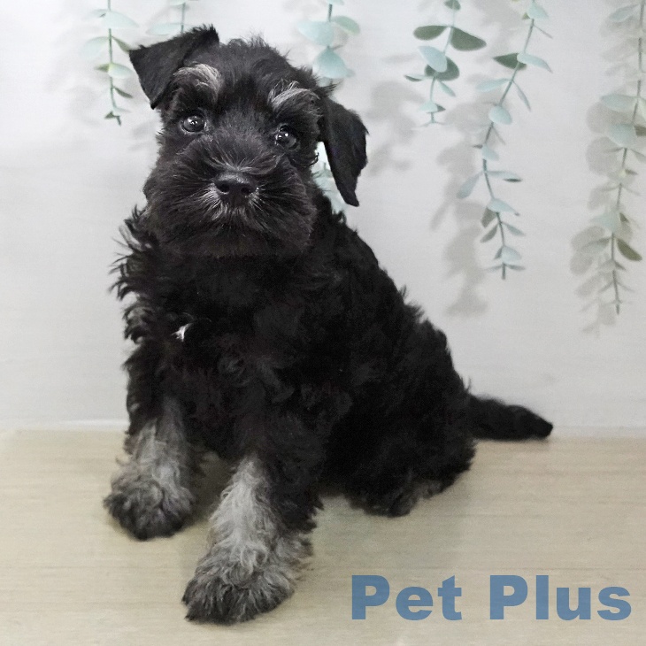 ミニチュア・シュナウザー