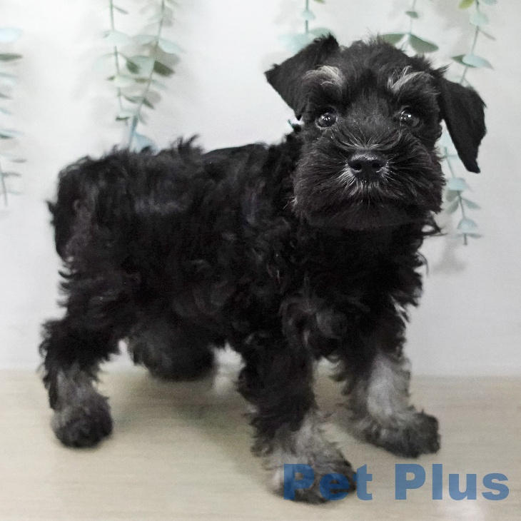 ミニチュア・シュナウザーの写真2