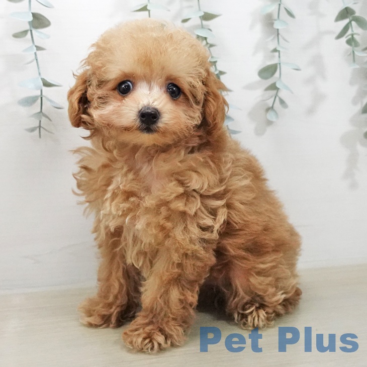 トイ・プードル