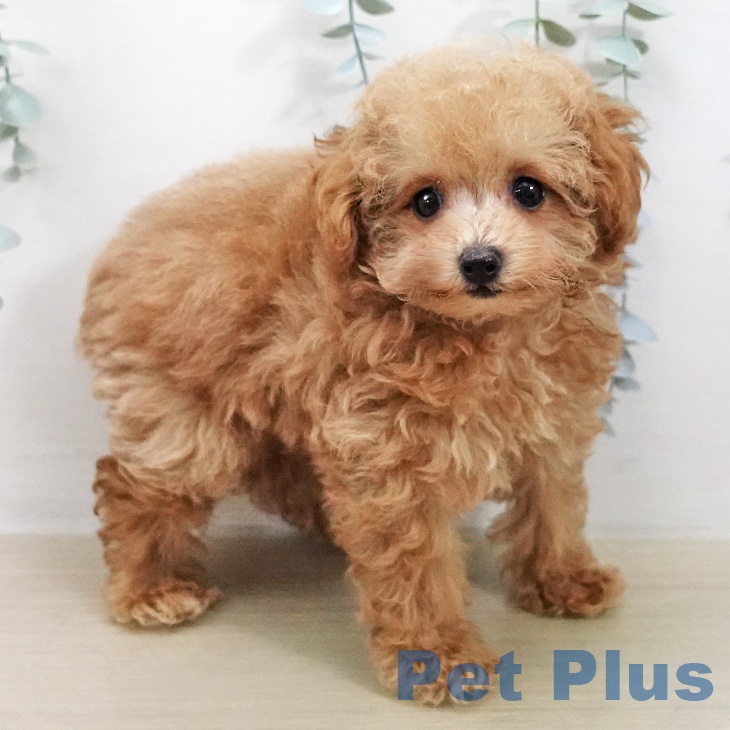 トイ・プードルの写真2