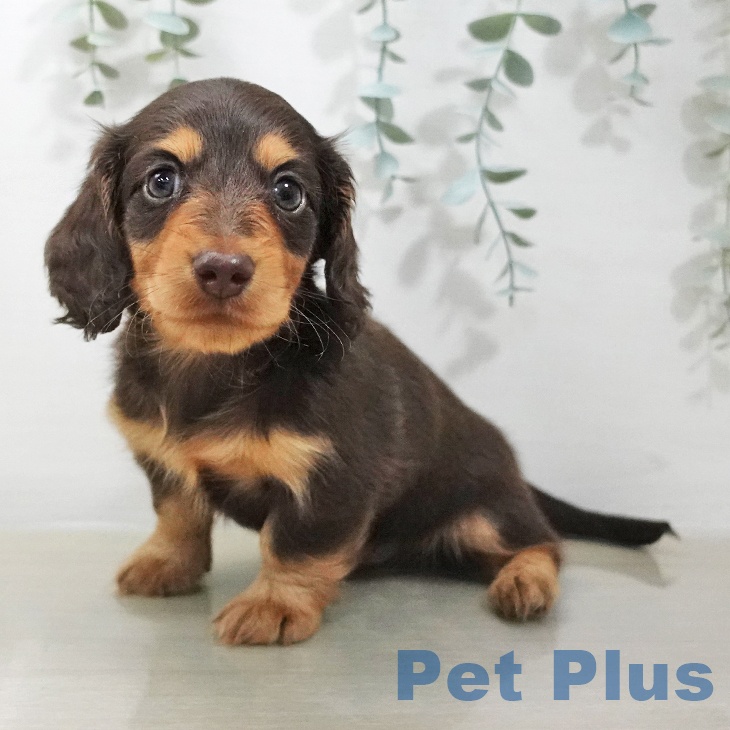 カニーンヘン・ダックスフンド