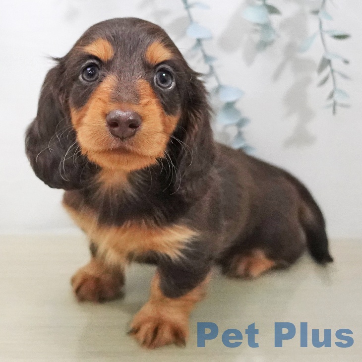 カニーンヘン・ダックスフンド