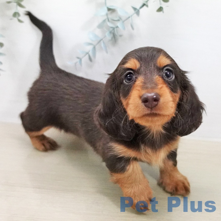 カニーンヘン・ダックスフンドの写真2