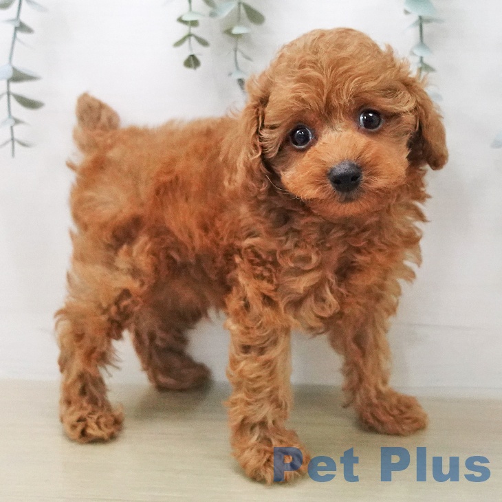 トイ・プードルの写真2