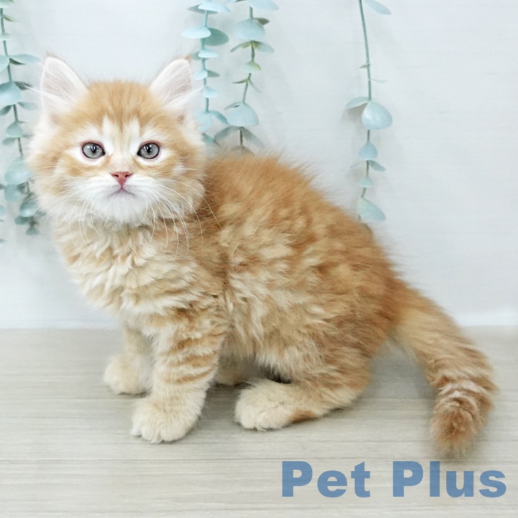 サイベリアンの写真2