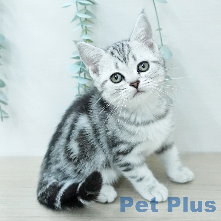 アメリカンショートヘア