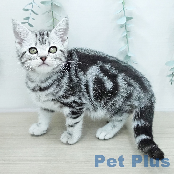 アメリカンショートヘア