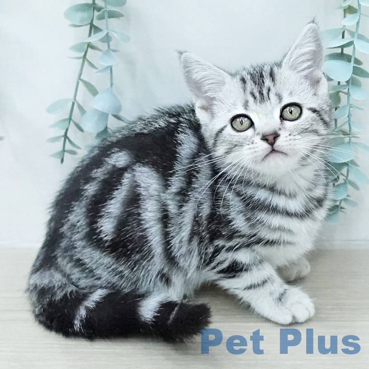 アメリカンショートヘアの写真2