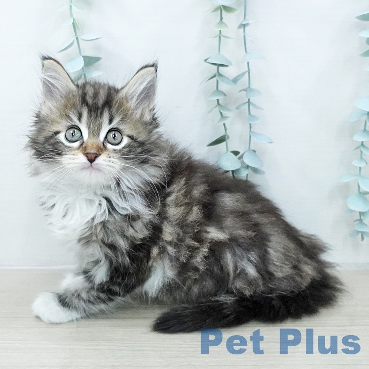 メインクーンの写真2