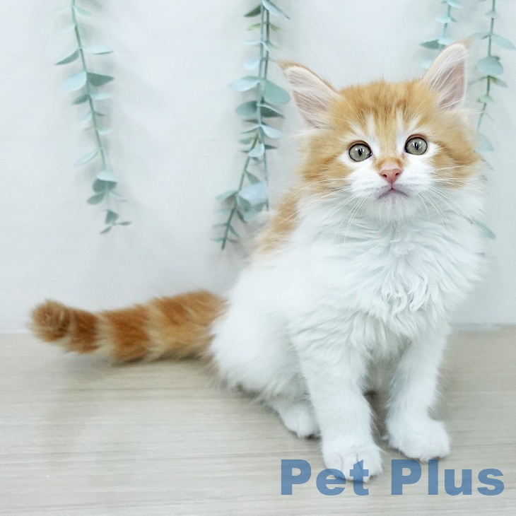 メインクーンの写真2