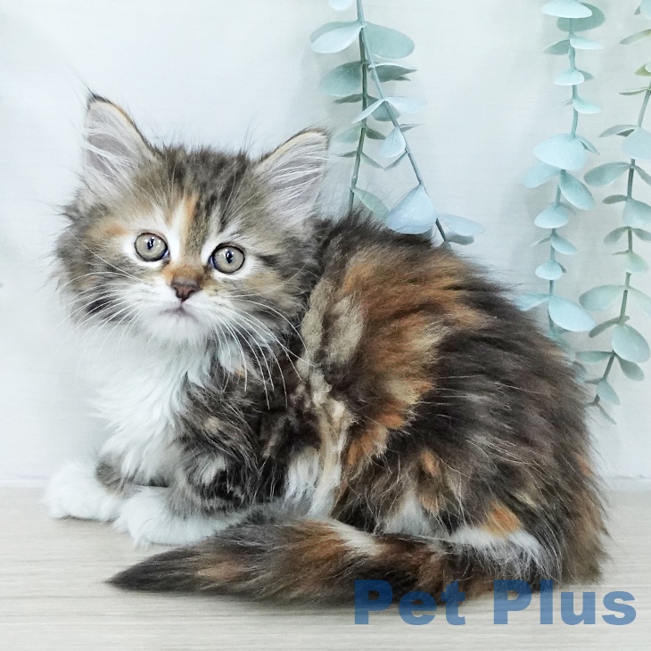 メインクーンの写真2