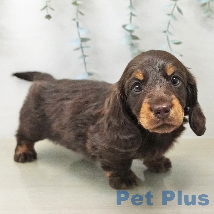 ミニチュア・ダックスフンド