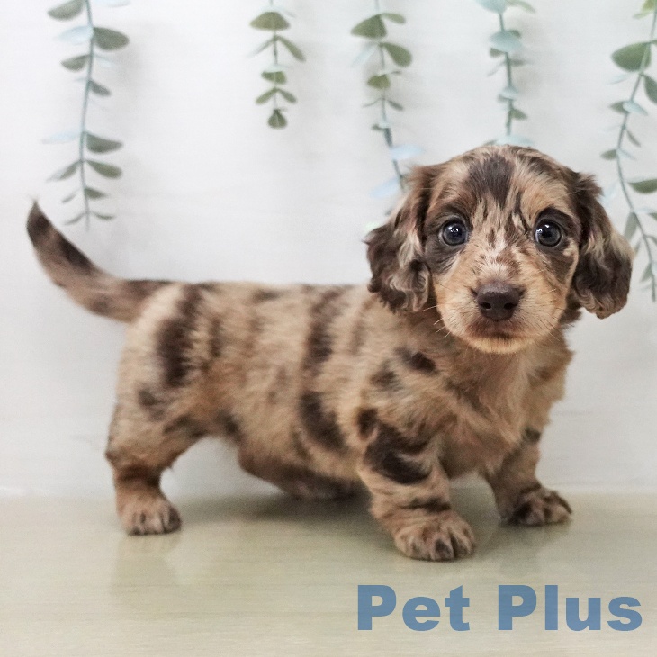 ミニチュア・ダックスフンド