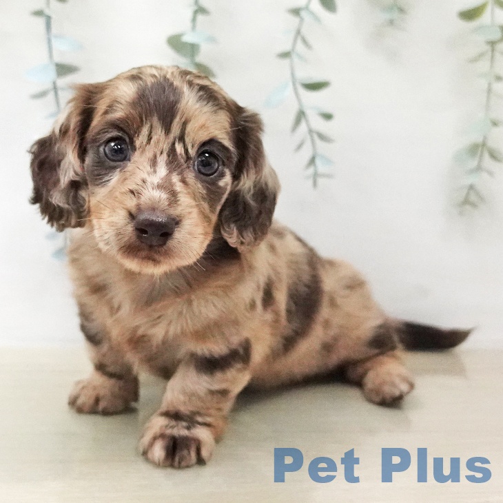 ミニチュア・ダックスフンドの写真2