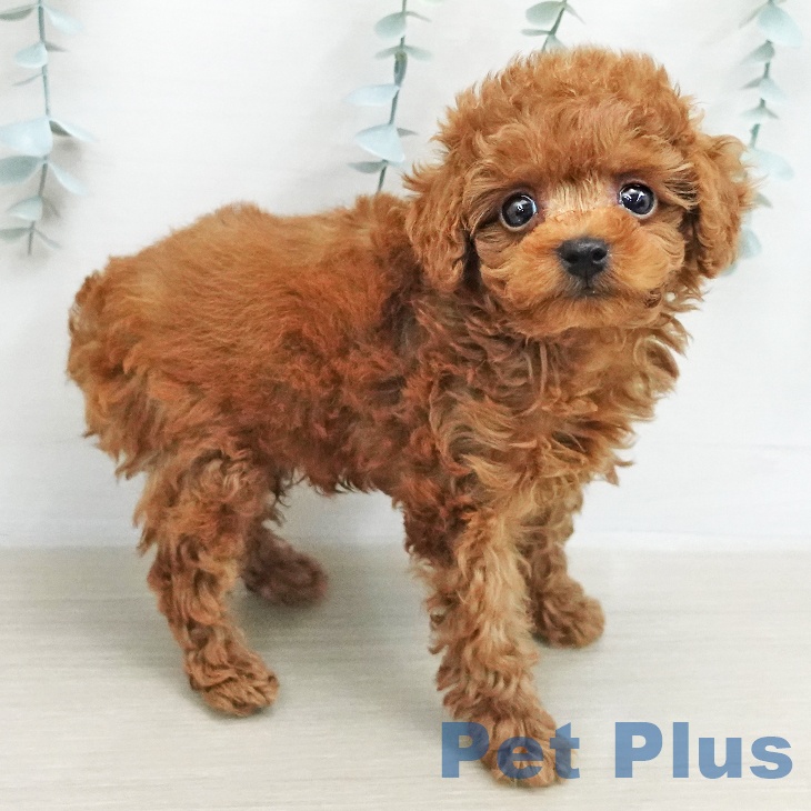 トイ・プードル