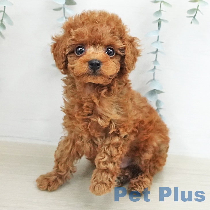 トイ・プードル