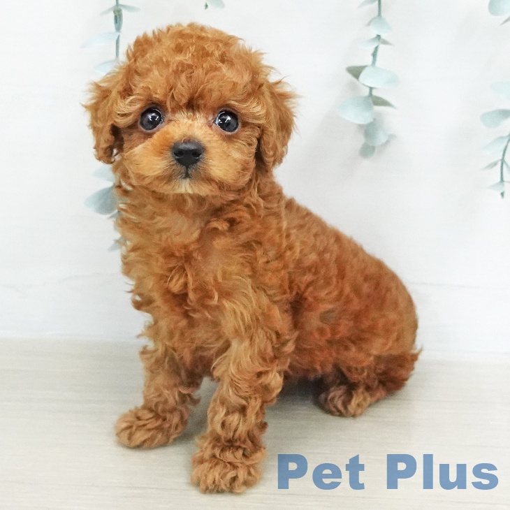 トイ・プードル