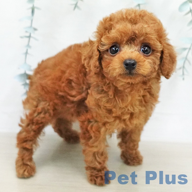 トイ・プードル