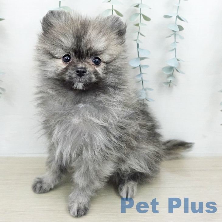 ポメラニアンの写真2