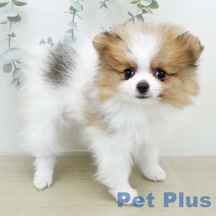 ポメラニアンの写真2