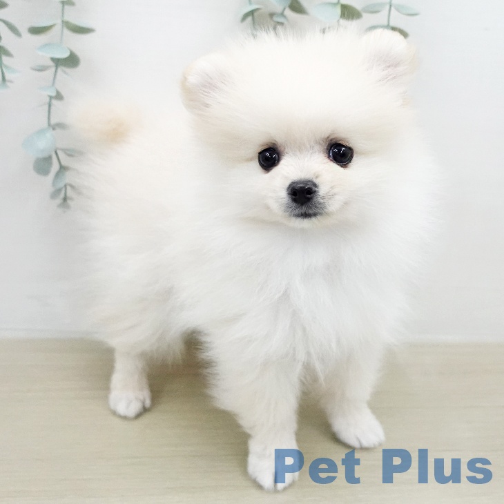 ポメラニアンの写真2