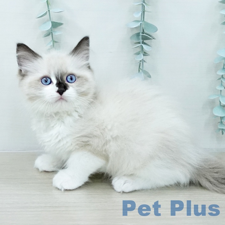 ラグドールの写真2