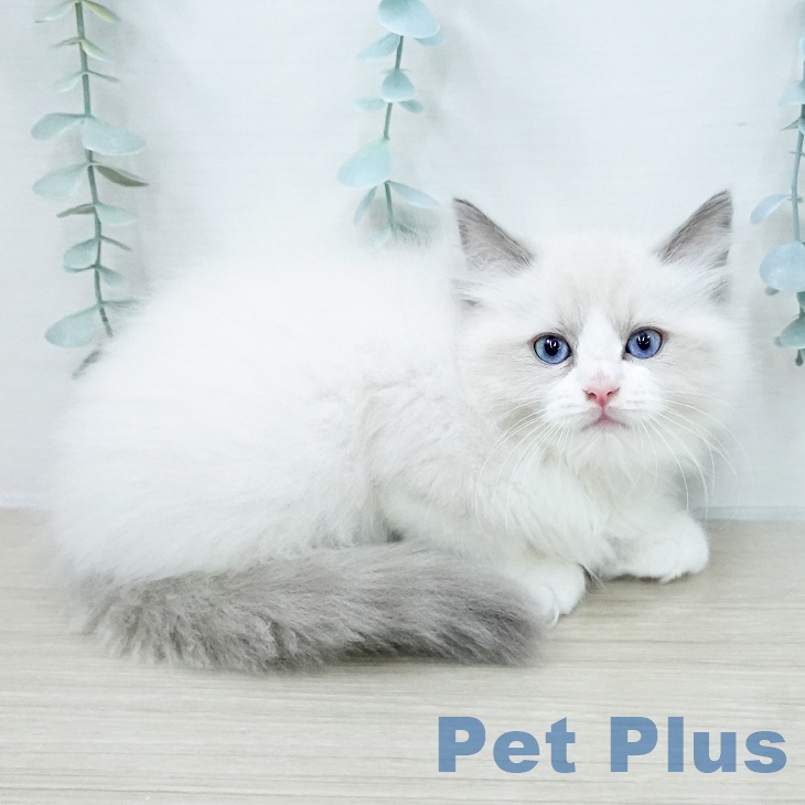 ラグドールの写真2