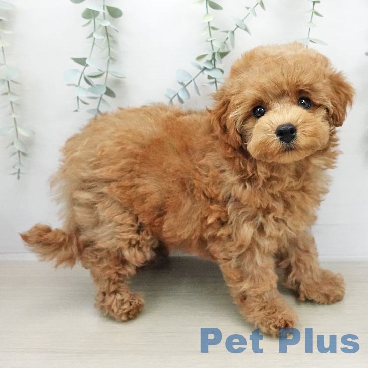 トイ・プードル