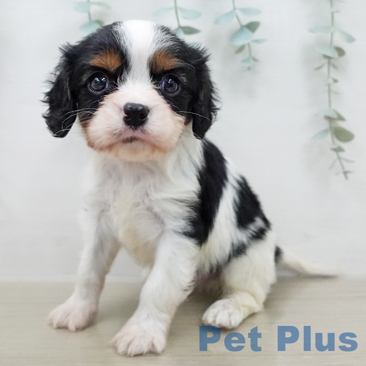 キャバリア・キングチャールズ・スパニエル