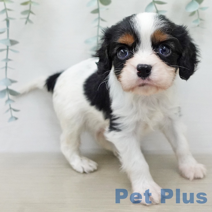 キャバリア・キングチャールズ・スパニエル