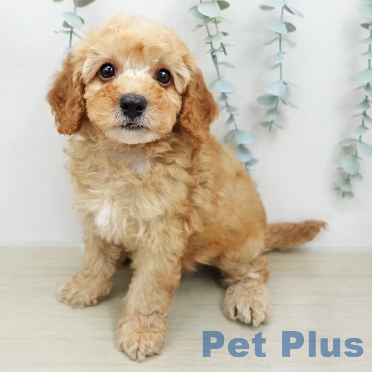 トイ・プードル